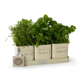 Herb Pots in a Tray